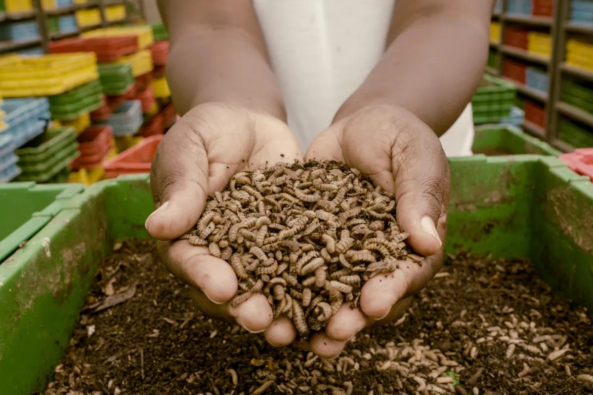 Hands holding black soldier fly larvae at an insect farming facility
